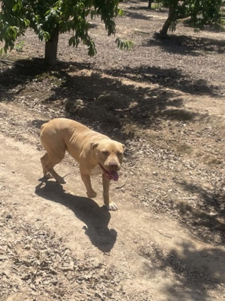 Shelter Stray Female Dog last seen Copper & Peach, Clovis Zone Fresno CO 4 93619, CA, Fresno, CA 93706