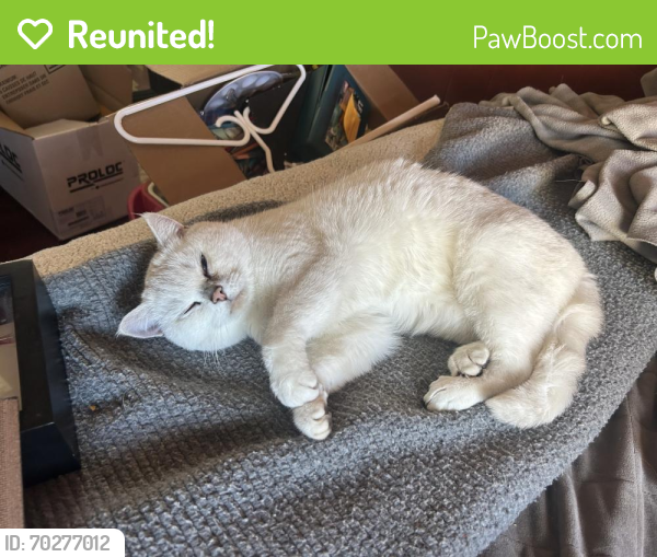Reunited Female Cat last seen Near th ave langley, Langley Township, BC V2Z 2W8