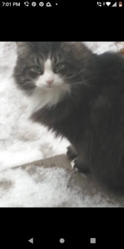 Lost Male Cat last seen Chicago and Amity Nampa , Nampa, ID 83686