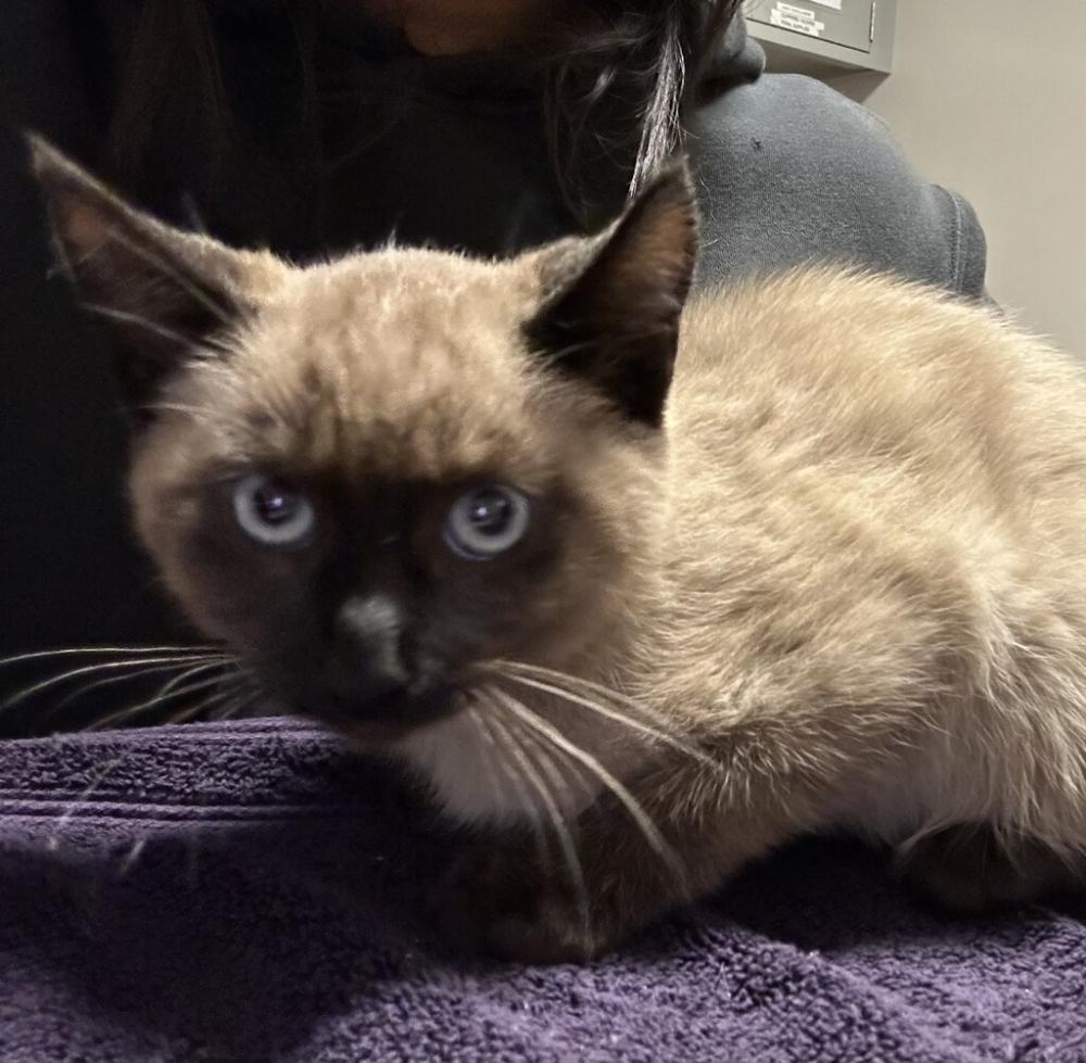 Shelter Stray Female Cat last seen Near Beatty Street, SAN LEANDRO, CA, 94579, Oakland, CA 94621