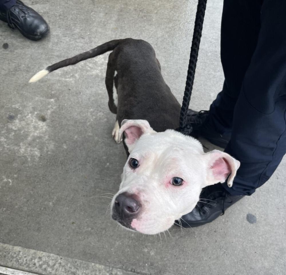 Shelter Stray Male Dog last seen Near W 164th Street, NEW YORK, NY, 10032, New York, NY 10029