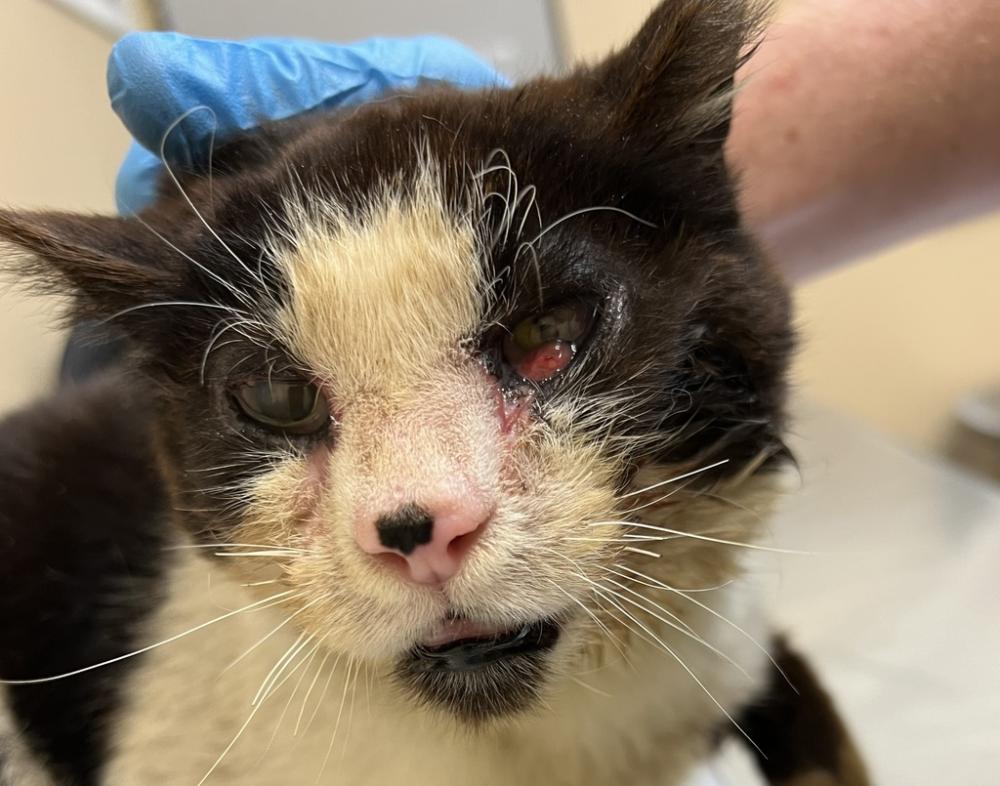 Shelter Stray Male Cat last seen Near S Raymond Street, SPOKANE VALLEY, WA, 99206, Spokane, WA 99212