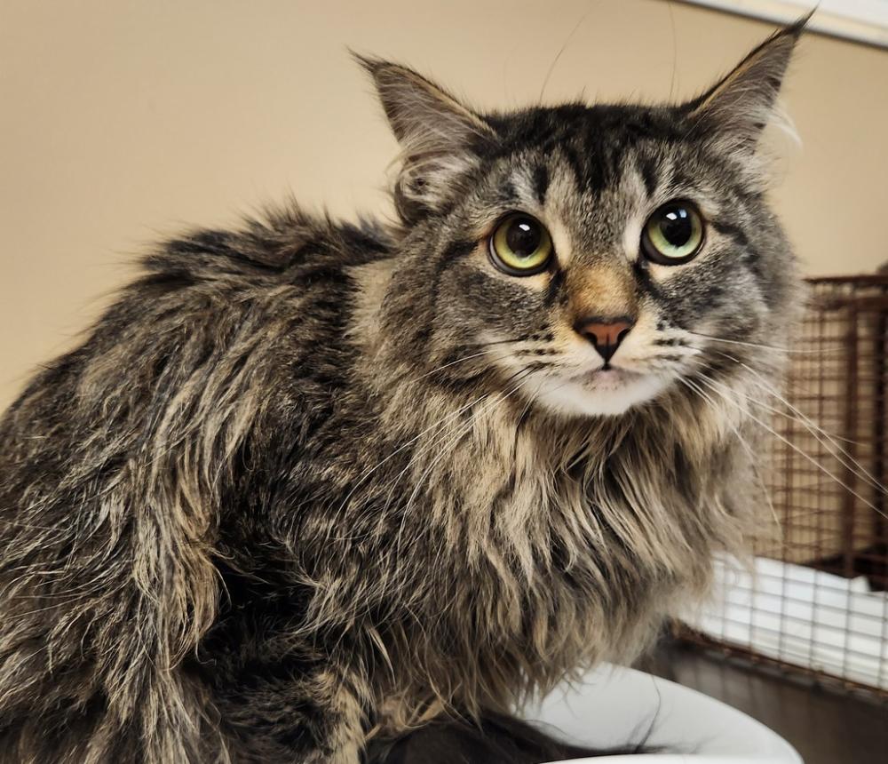 Shelter Stray Female Cat last seen Near S Bates Road, Spokane, WA, 99206, Spokane, WA 99212