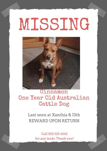 Lost Female Dog last seen E. 13TH Ave. & Xanthia Street, Denver, CO 80220