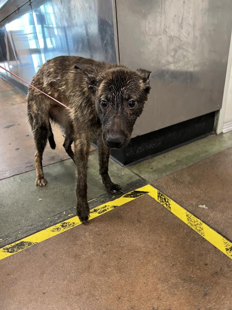 Shelter Stray Female Dog last seen , Los Angeles, CA 91405