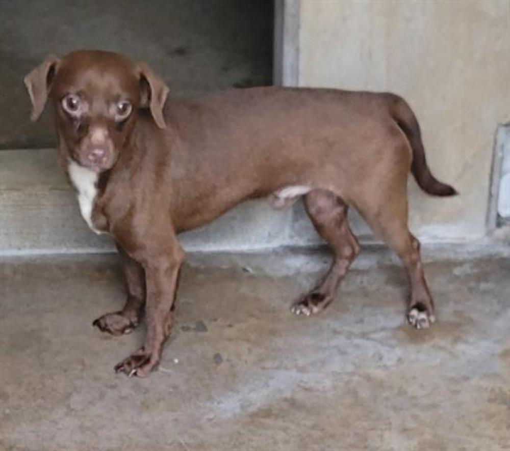 Shelter Stray Male Dog last seen Near BLOCK MAX AVE, Chula Vista, CA 91911