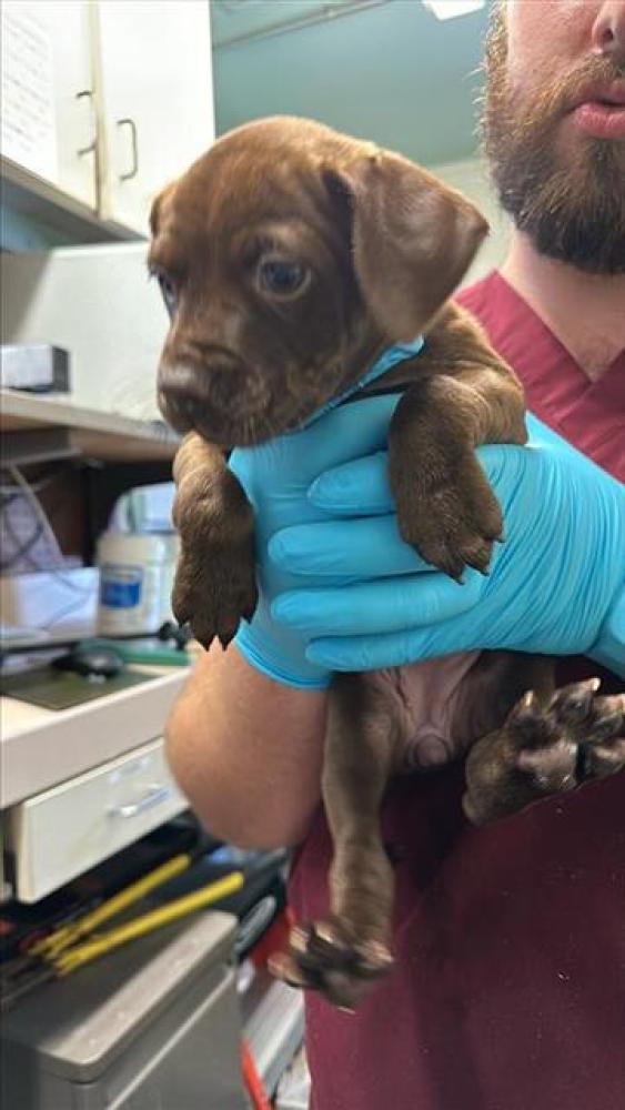 Shelter Stray Female Dog last seen 54TH ST & FOLSOM BLVD, Sacramento, CA 95818