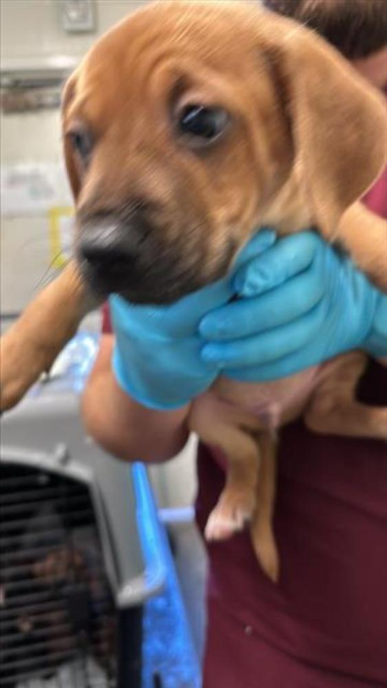 Shelter Stray Male Dog last seen 54TH ST & FOLSOM BLVD, Sacramento, CA 95818
