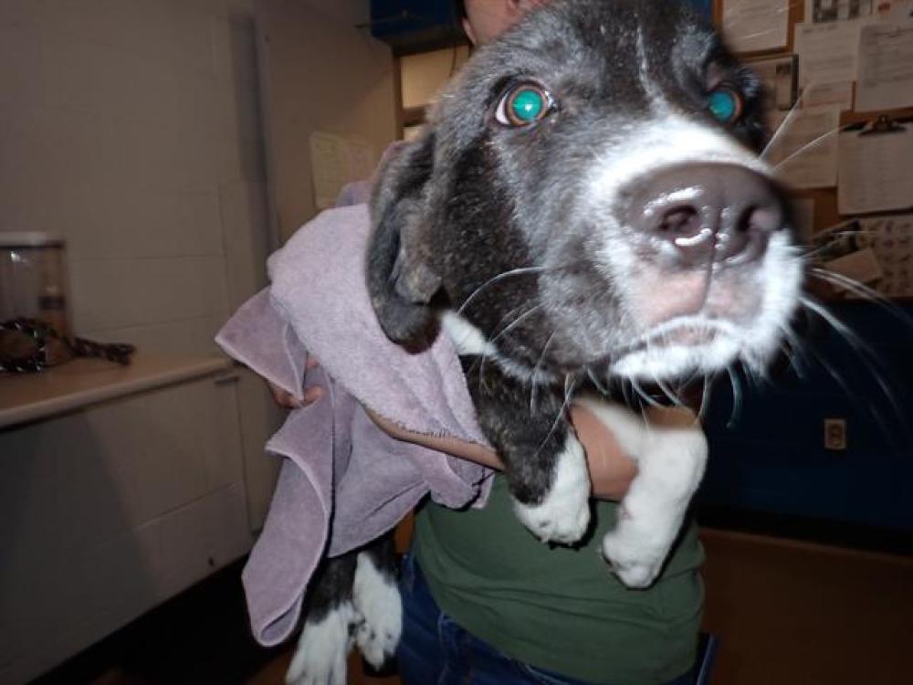 Shelter Stray Female Dog last seen OFALLON, St. Peters, MO 63376