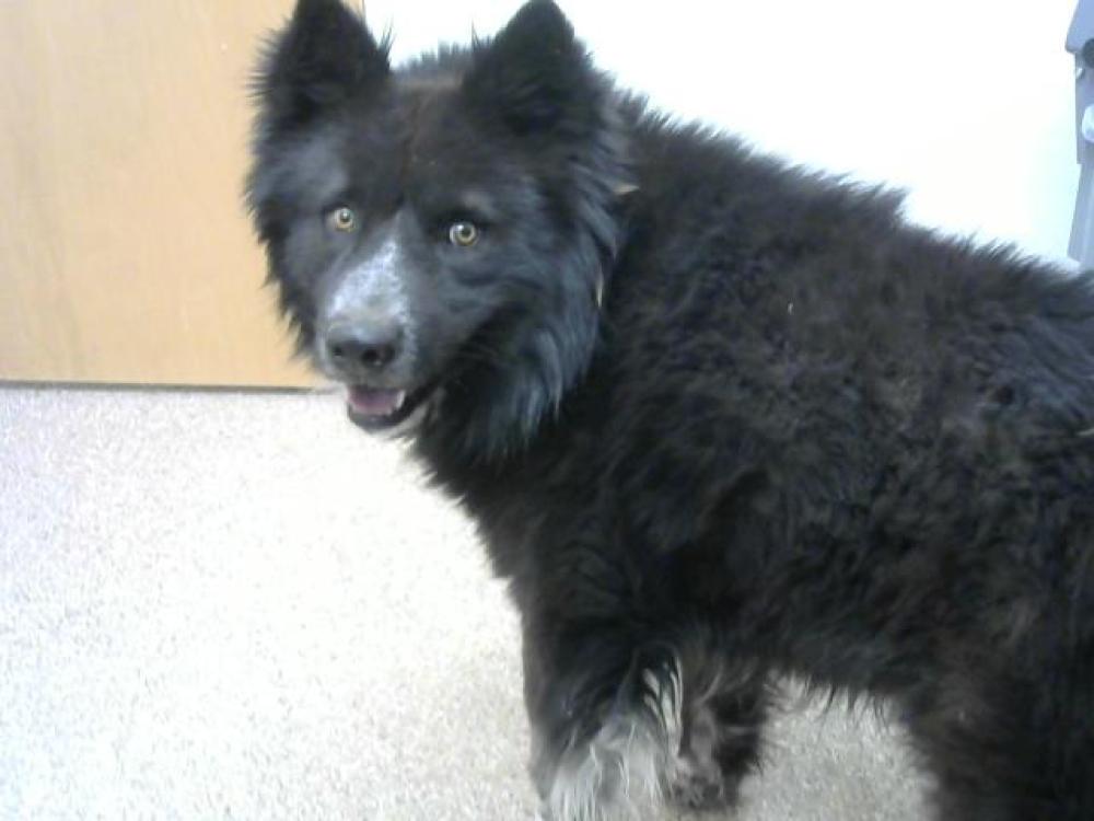 Shelter Stray Female Dog last seen BONITO/ BONITO CIR, Albuquerque, NM 87105