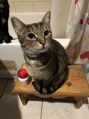 Lost Female Cat last seen 1st street and Belford Ave, Huntington, WV 25701