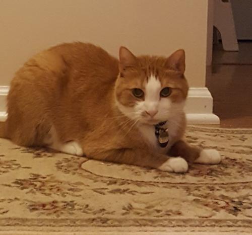 Lost Male Cat last seen Newton Road and Newton Way,  near Six Forks Road, Raleigh, NC 27615