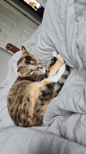 Lost Female Cat last seen Between Marx and blum, San Angelo, TX 76903