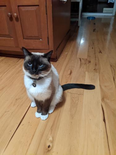 Lost Female Cat last seen W. California Ave & Waterview Dr, Mill Valley, CA 94941
