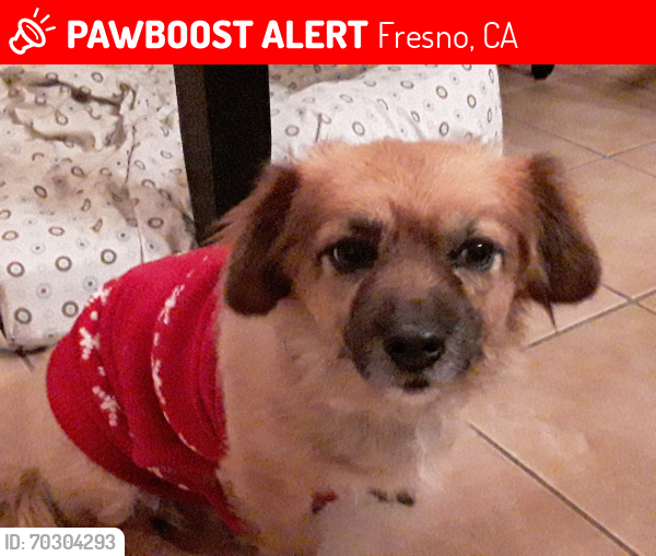 Lost Female Dog last seen Dakota and Brawley, Fresno, CA 93722