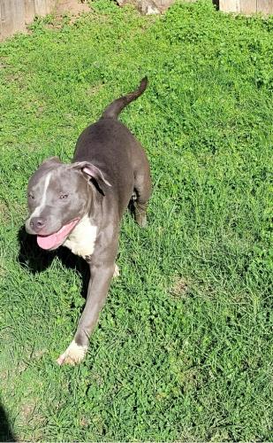 Lost Male Dog last seen Little York  , fry rd 529 , Harris County, TX 77449