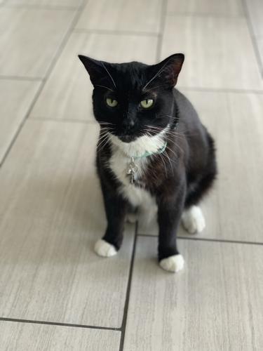 Lost Male Cat last seen Everston rd and Springside rd, San Diego, CA 92128