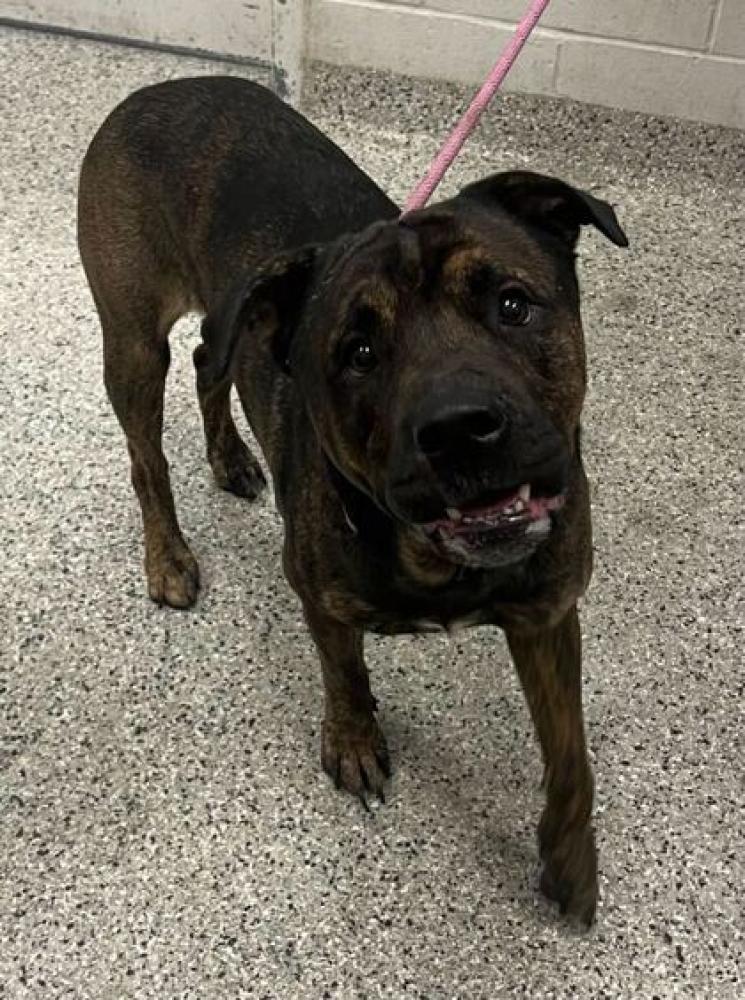 Shelter Stray Male Dog last seen Near Topping Ave,, 64129, MO, Kansas City, MO 64132
