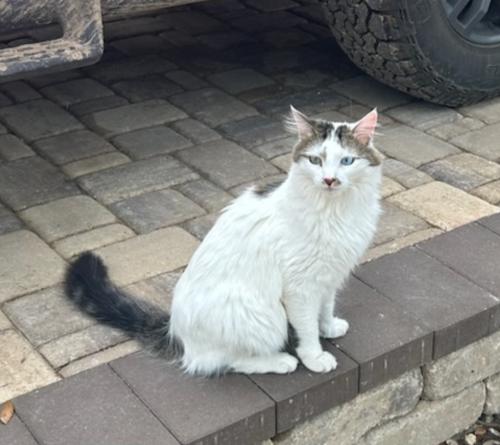 Lost Female Cat last seen County Road 281, Baghdad, Silver Creek, Leander, TX 78641