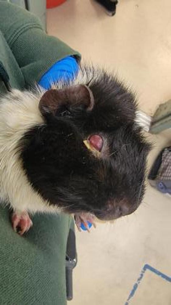 Shelter Stray Male Guinea pig last seen Oakland, CA 94601, Oakland, CA 94601