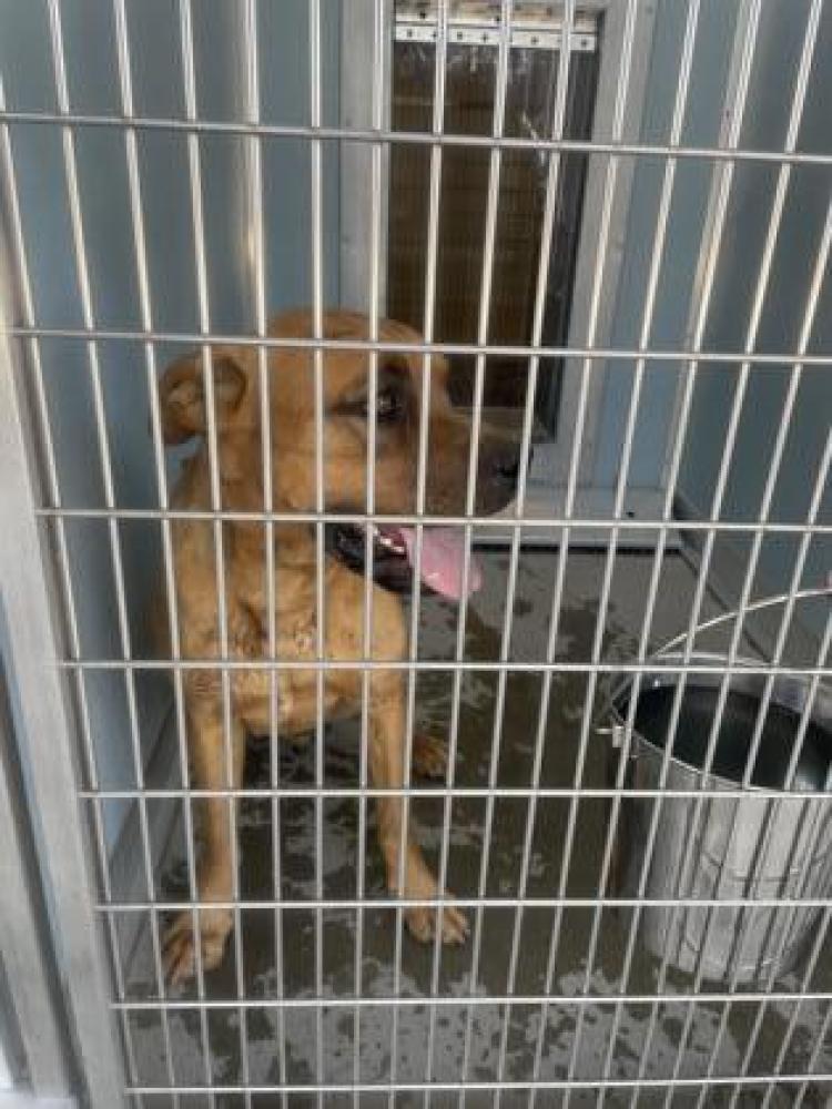 Shelter Stray Male Dog last seen Temperance & Jensen, Fresno Zone Fresno CO 3 93725, CA, Fresno, CA 93706