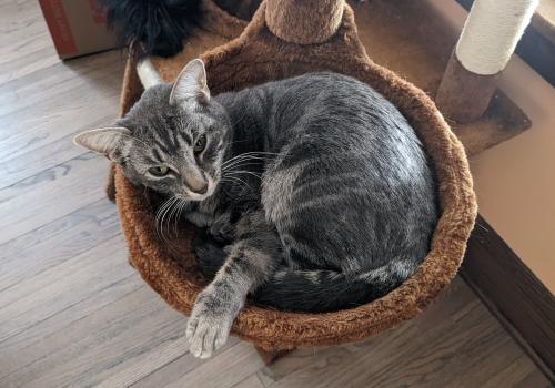 Lost Female Cat last seen 41st and Russell ave n, Minneapolis, MN 55412