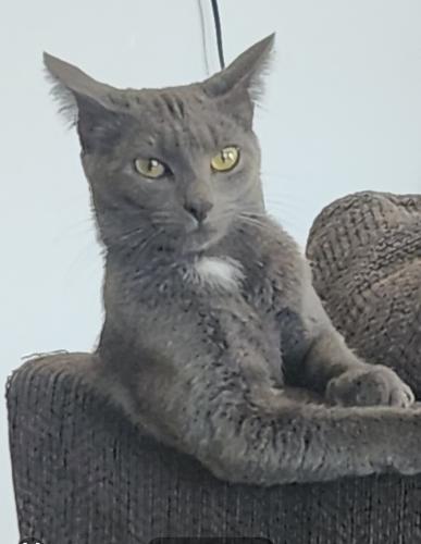 Lost Female Cat last seen Meridian Market Drive, Fuquay-Varina, NC 27526