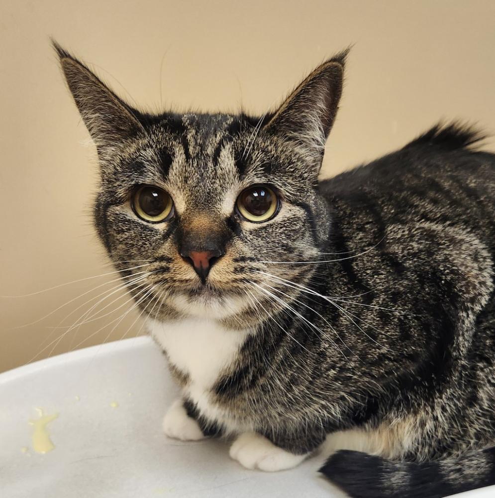 Shelter Stray Female Cat last seen Near S Bates Road, Spokane, WA, 99206, Spokane, WA 99212
