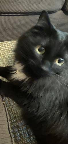 Lost Male Cat last seen 113th and Florida Rd , Fishers, IN 46040