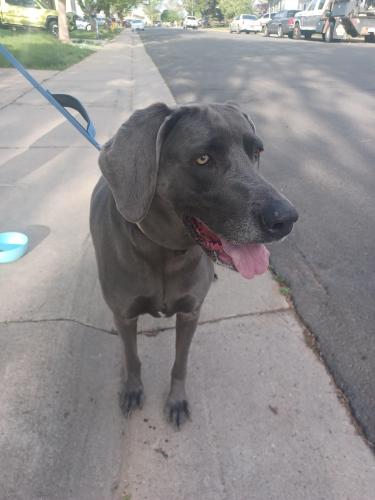 Found/Stray Female Dog last seen 17th place and espana st, Aurora, CO 80011