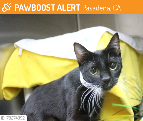 Shelter Stray Female Cat last seen Near BLOCK E FOOTHILL BLVD, Pasadena, CA 91105
