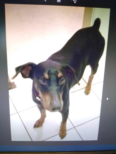Lost Male Dog last seen Goldenrod road, Gonzalez, FL 32533