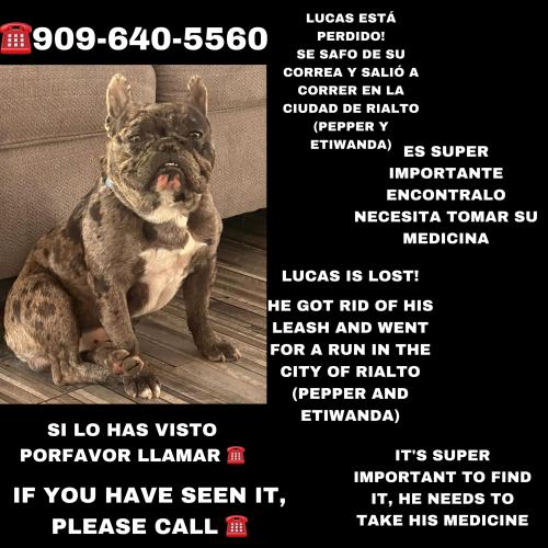 Lost Male Dog last seen Pepper ave & Etiwanda Ave , Rialto, CA 92376