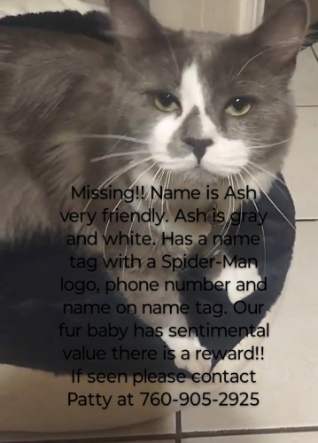 Lost Male Cat last seen 3rd Ave and Vine St , Hesperia, CA 92345
