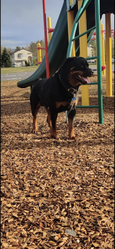 Lost Male Dog last seen Brentwood , Bay Shore, NY 11706