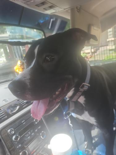 Lost Male Dog last seen 15th and Galliger, Louisville, KY 40210