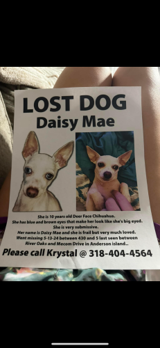 Lost Female Dog last seen River oaks mecom , Shreveport, LA 71104