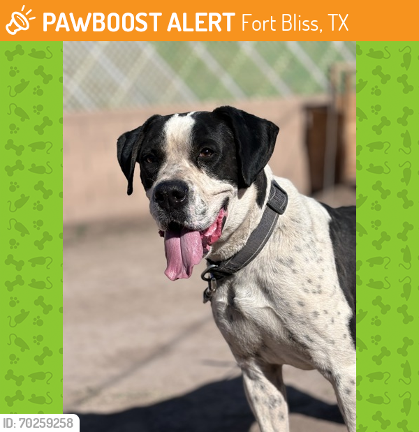 Shelter Stray Male Dog last seen El Paso, TX , Fort Bliss, TX 79906