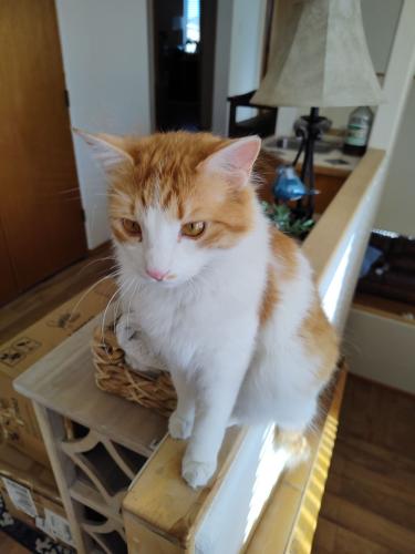 Lost Male Cat last seen Unser and Paradise , Albuquerque, NM 87114