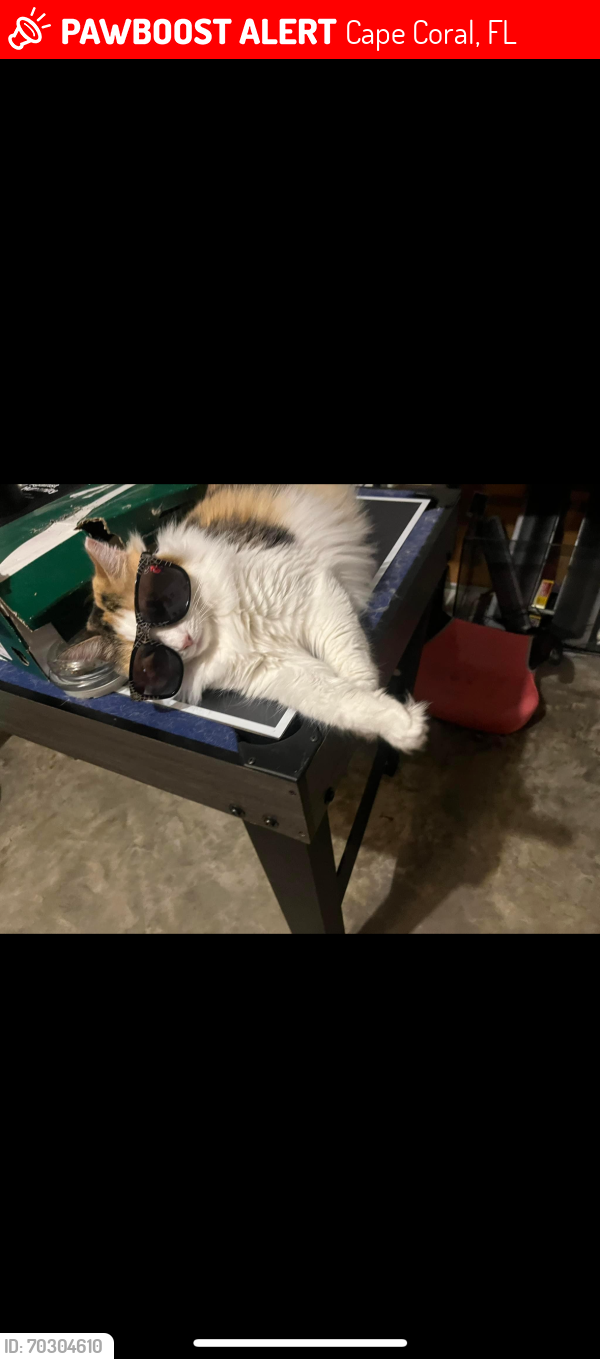 Lost Female Cat last seen Nw 20th Ave , Cape Coral, FL 33993
