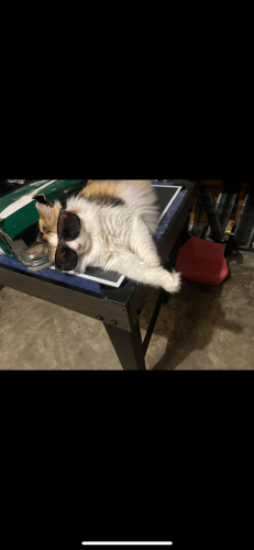 Lost Female Cat last seen Nw 20th Ave , Cape Coral, FL 33993