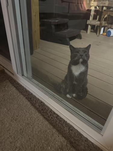 Found/Stray Male Cat last seen Georgesville Rd and Norton Rd, Galloway, Columbus, OH 43228