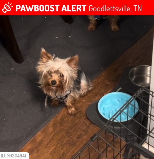Lost Female Dog last seen Dry Creek Road and erson Pike, Goodlettsville, TN 37072