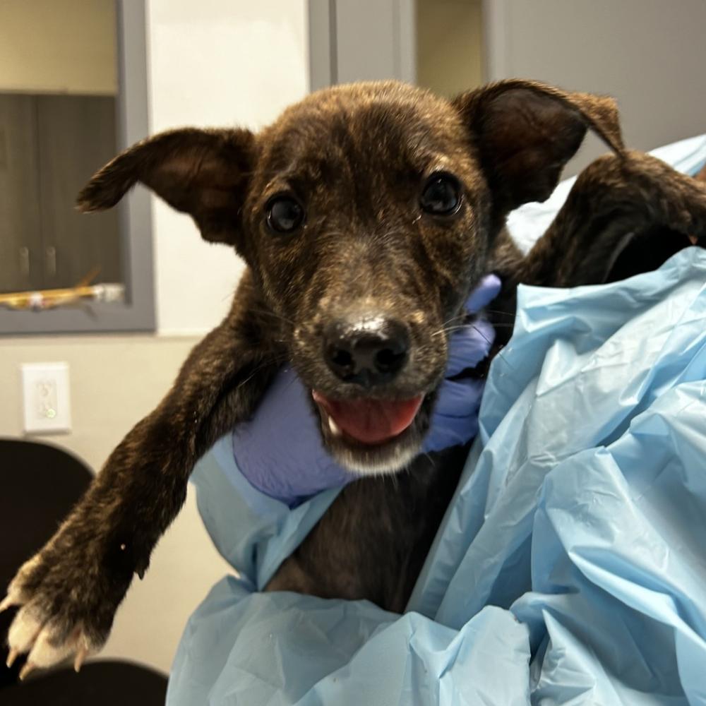 Shelter Stray Female Dog last seen Balboa Park, San Diego, CA, 92134, San Diego, CA 92110