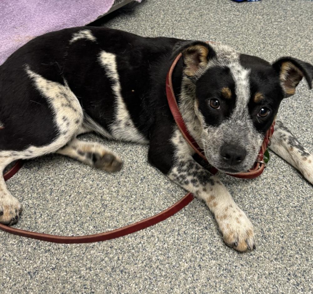 Shelter Stray Female Dog last seen Near Sengme Oaks, Pauma Valley, CA, 92061, San Diego, CA 92110