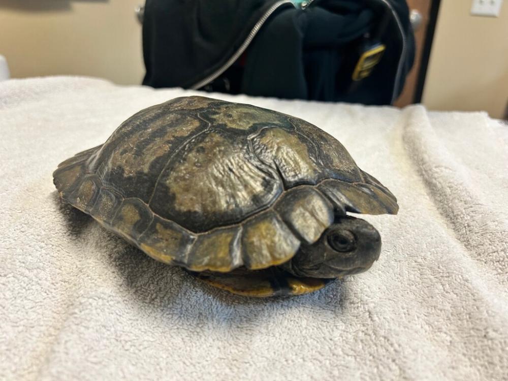 Shelter Stray Male Reptile last seen Carriage Circle, Oceanside, CA, 92056, San Diego, CA 92110