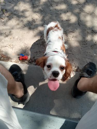Lost Male Dog last seen Mahoney st, Gulf Cove, FL 33981