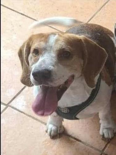 Lost Male Dog last seen Voltair, Port St. Lucie, FL 34984