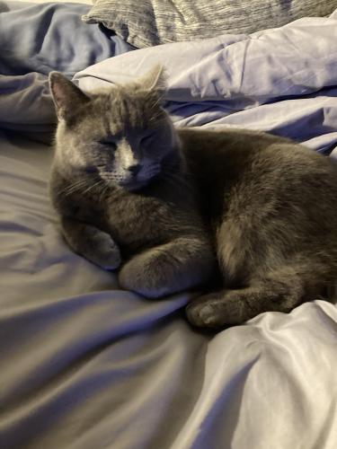 Lost Female Cat last seen Bayberry and hackberry drive , Fort Wayne, IN 46825