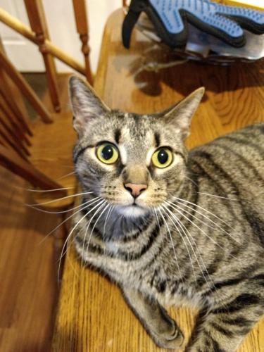 Lost Male Cat last seen Southwind ests, near Carefree , White River Township, IN 46142